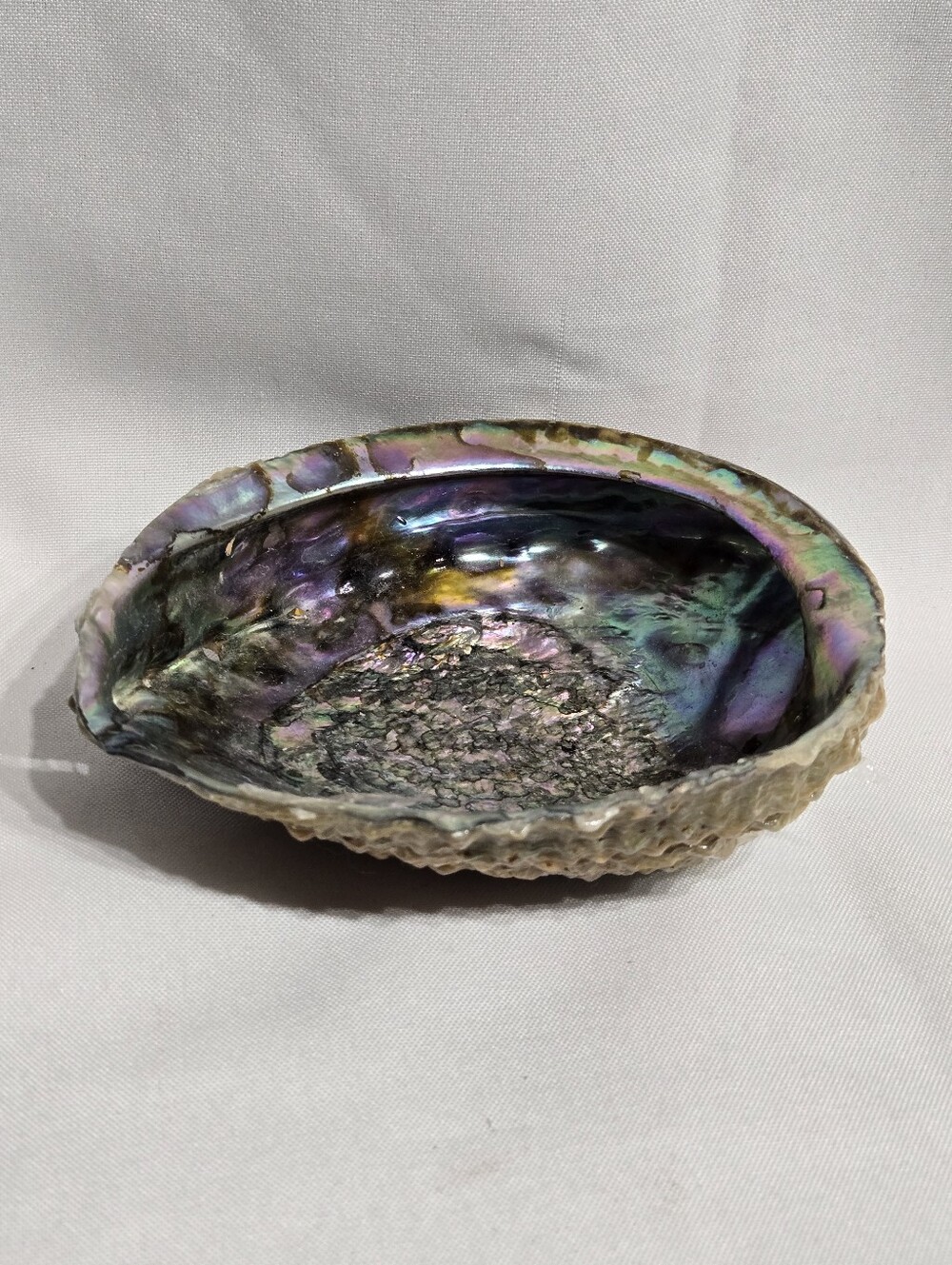 6" large natural abalone shell home decor trinket dish iridescent colors incense